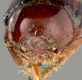 Media type: image; Entomology 20036   Aspect: head frontal view